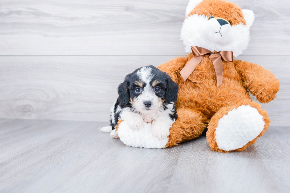 Best Cavachon Baby