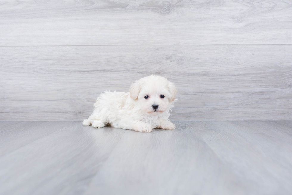 Maltipoo Puppy for Adoption