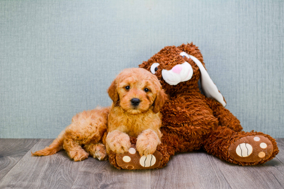 Popular Mini Goldendoodle Poodle Mix Pup