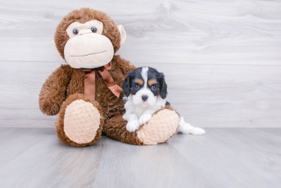 Happy Cavalier King Charles Spaniel Purebred Puppy