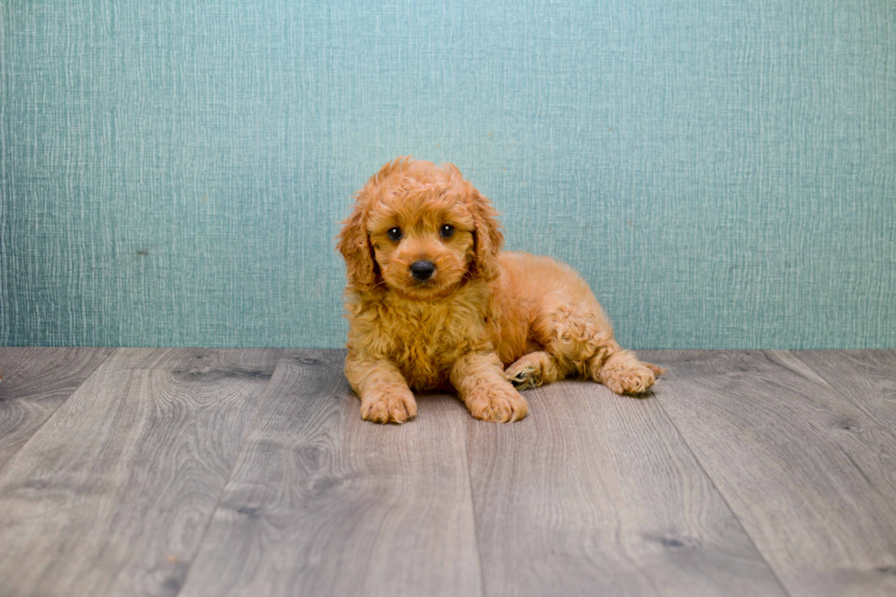 Mini Goldendoodle Puppy for Adoption