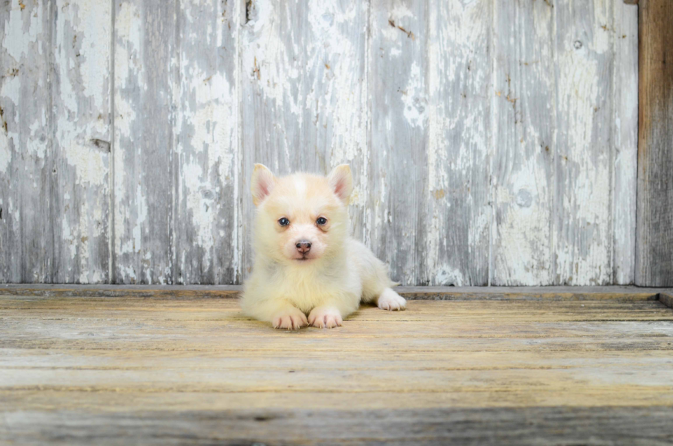 Hypoallergenic Mini Husky Designer Puppy