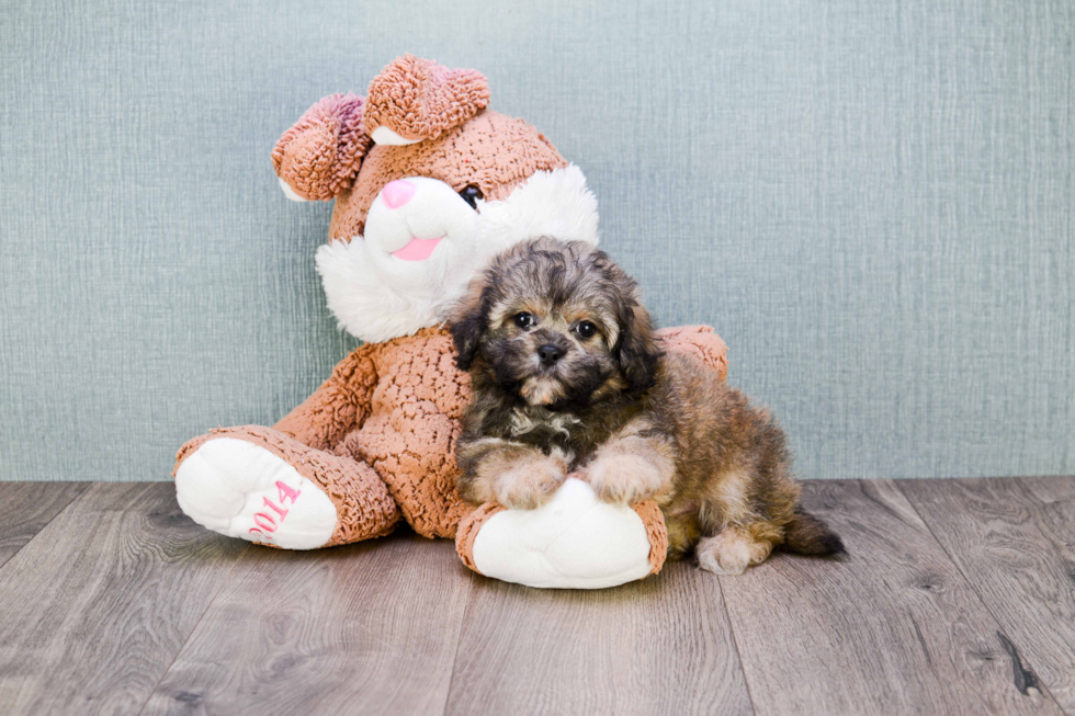 Teddy Bear Pup Being Cute