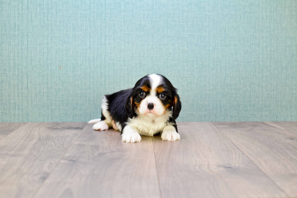 Fluffy Cavalier King Charles Spaniel Purebred Puppy