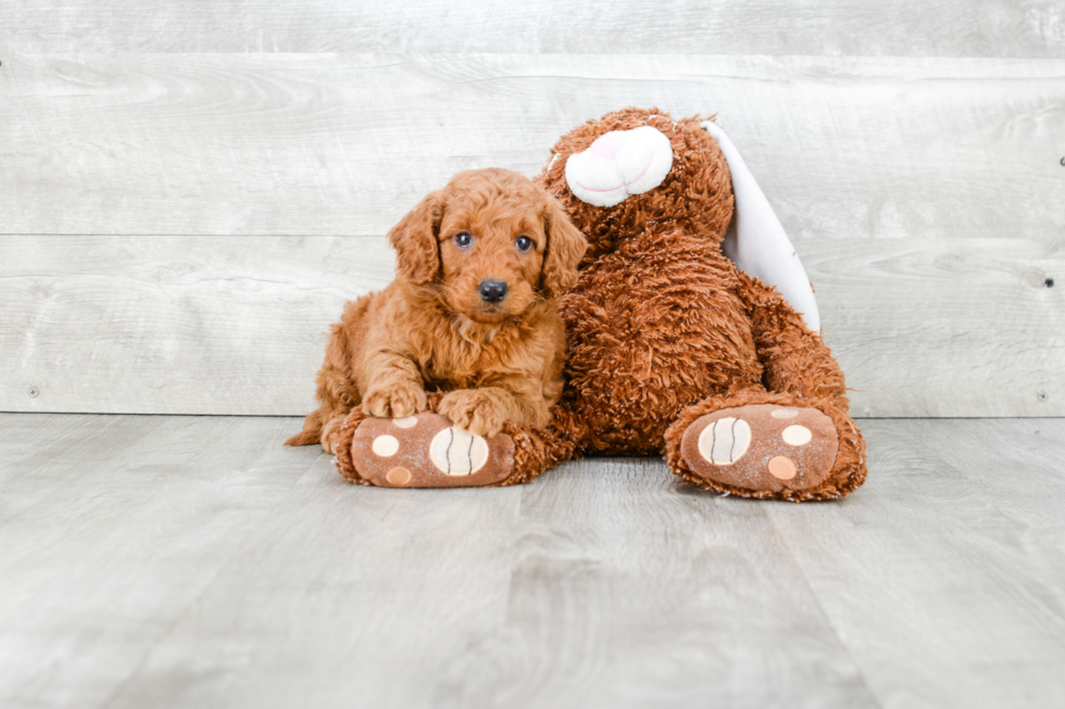 Popular Mini Goldendoodle Poodle Mix Pup