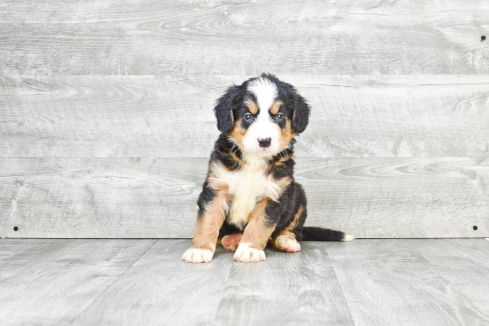 Small Mini Bernedoodle Baby