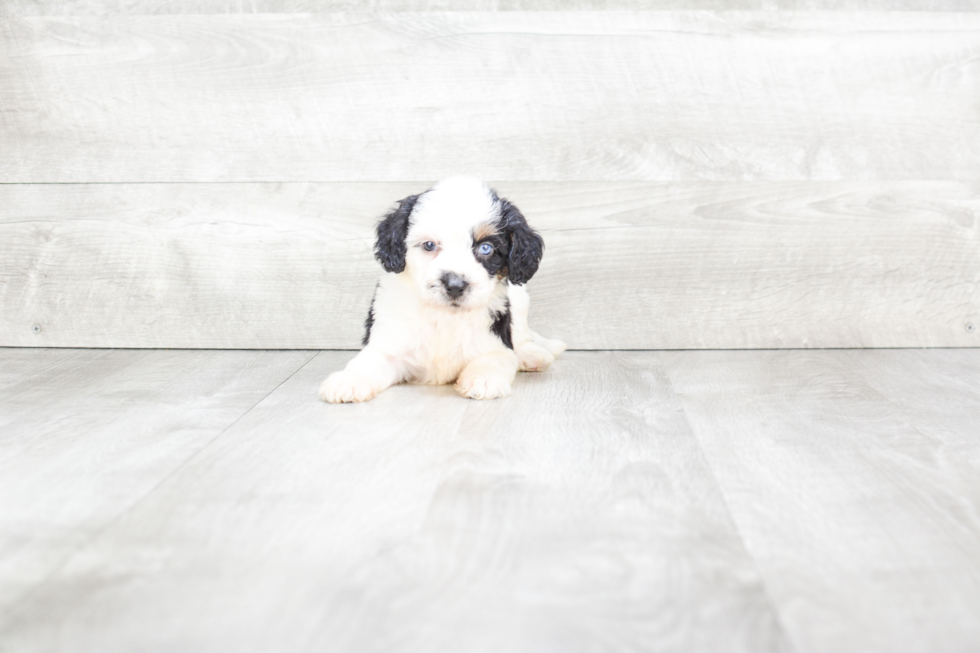 Friendly Mini Bernedoodle Baby