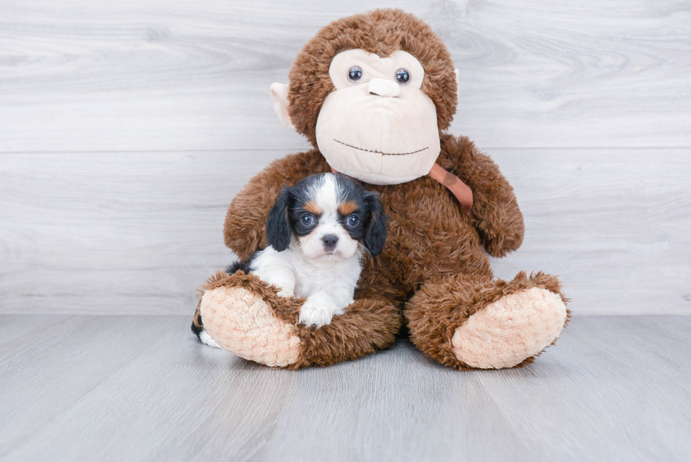 Happy Cavalier King Charles Spaniel Purebred Puppy