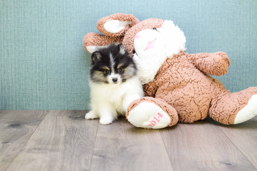 Hypoallergenic Pomeranian Purebred Pup