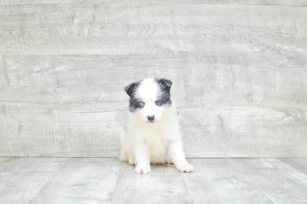 Pomsky Pup Being Cute