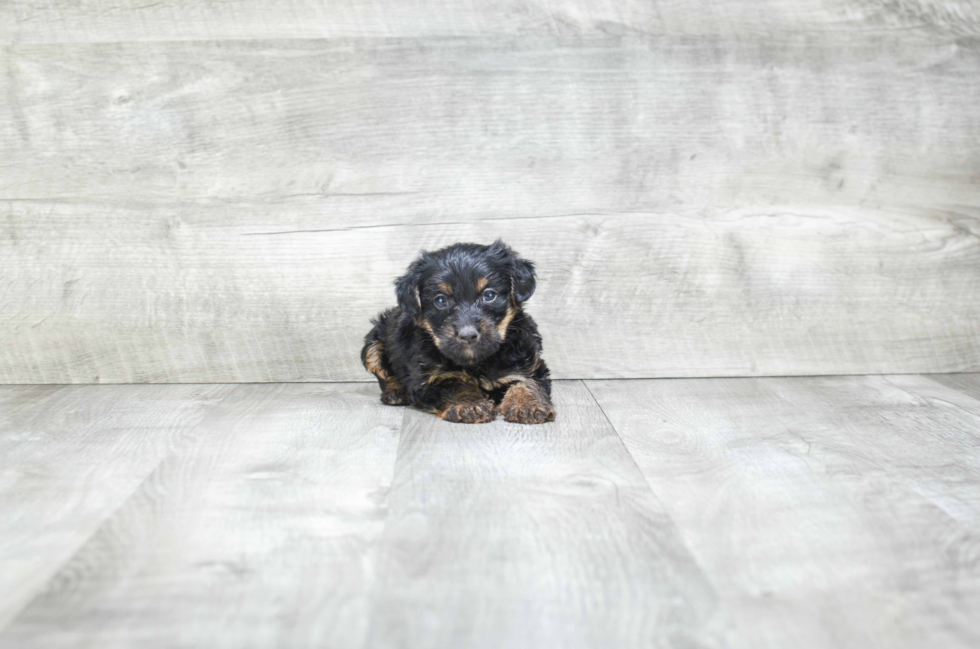 Little Yorkie Doodle Poodle Mix Puppy