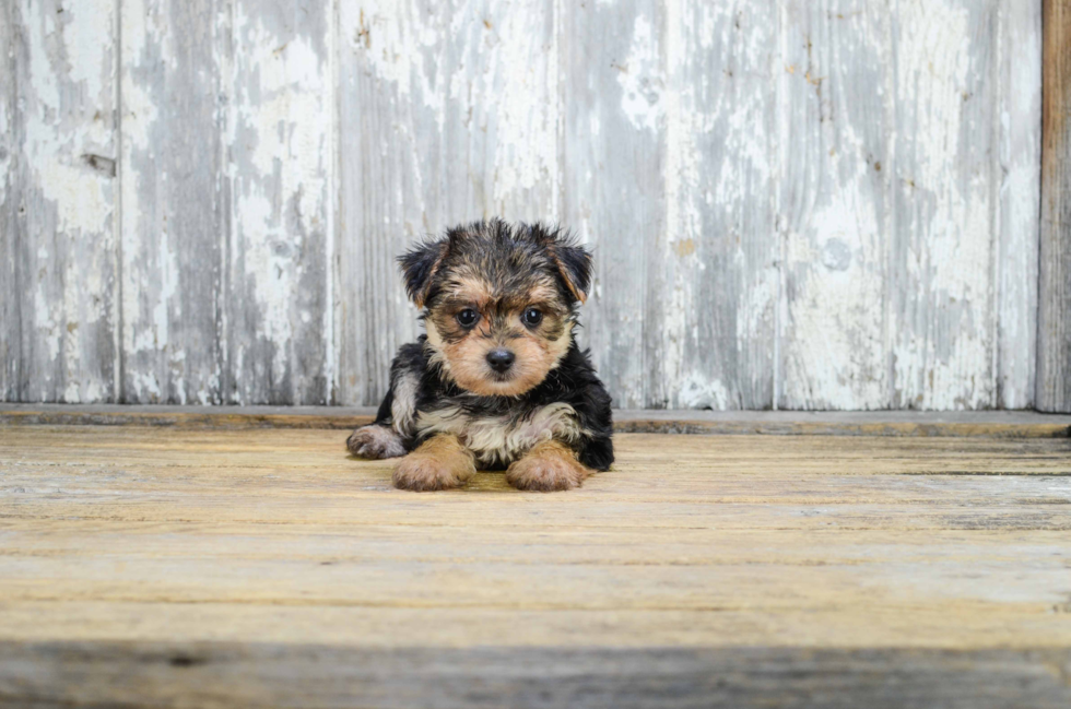 Adorable Yorkie Designer Puppy