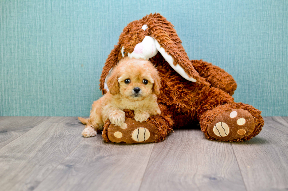 Little Cavoodle Poodle Mix Puppy