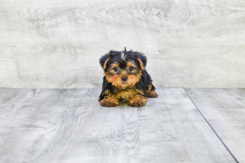 Meet Capone - our Yorkshire Terrier Puppy Photo 