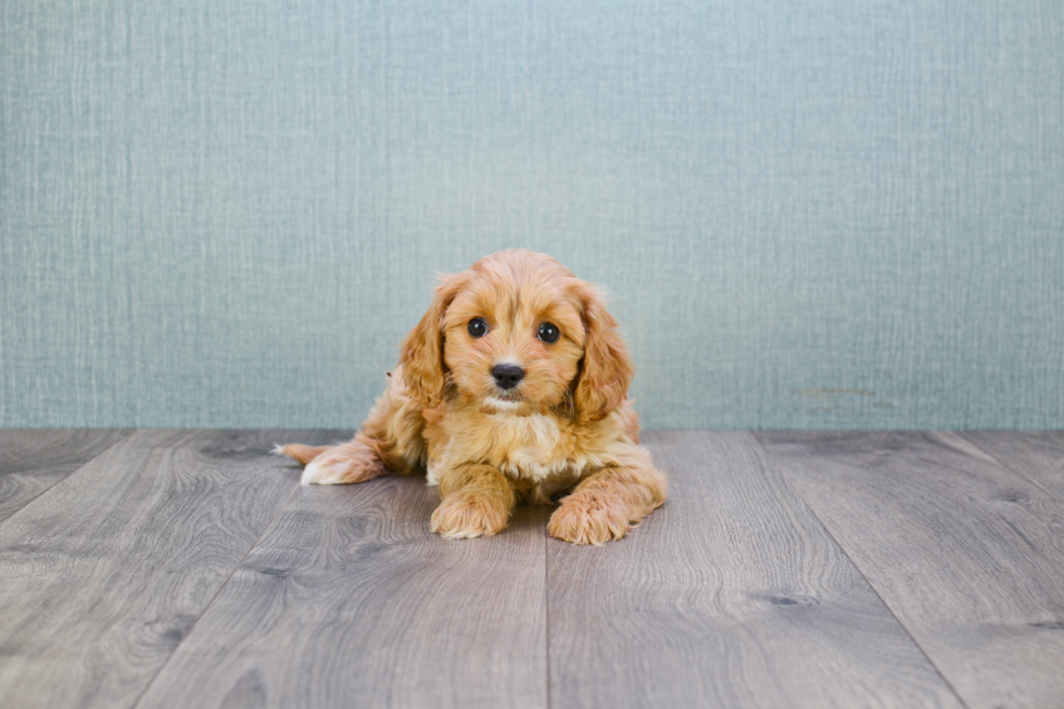 Best Cavapoo Baby