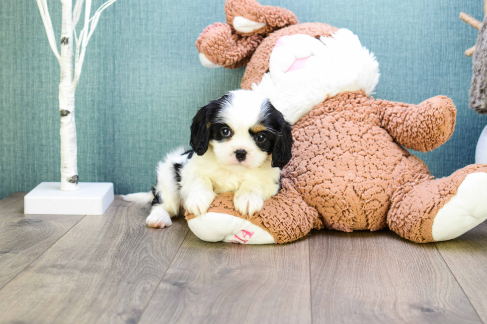 Funny Cavalier King Charles Spaniel Baby