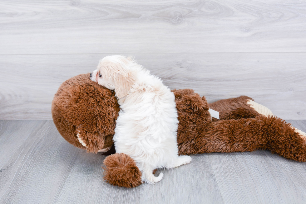 Cavachon Pup Being Cute