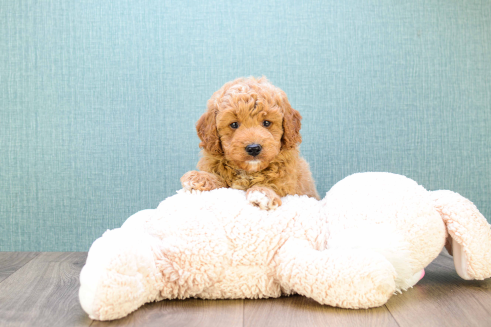 Sweet Mini Goldendoodle Baby