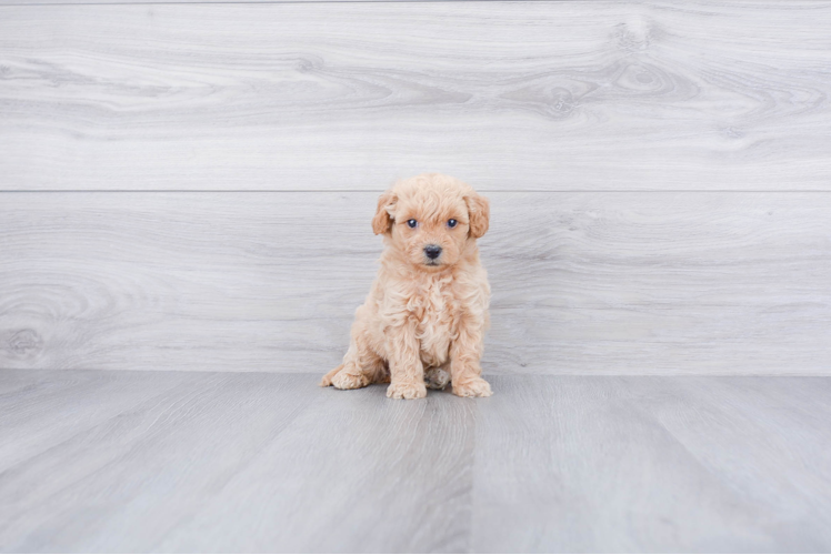 Energetic Golden Retriever Poodle Mix Puppy