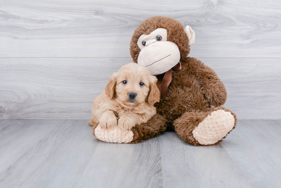 Best Mini Goldendoodle Baby