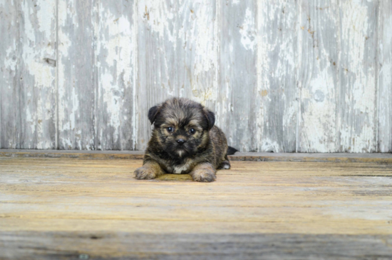 Petite Shorkie Designer Pup