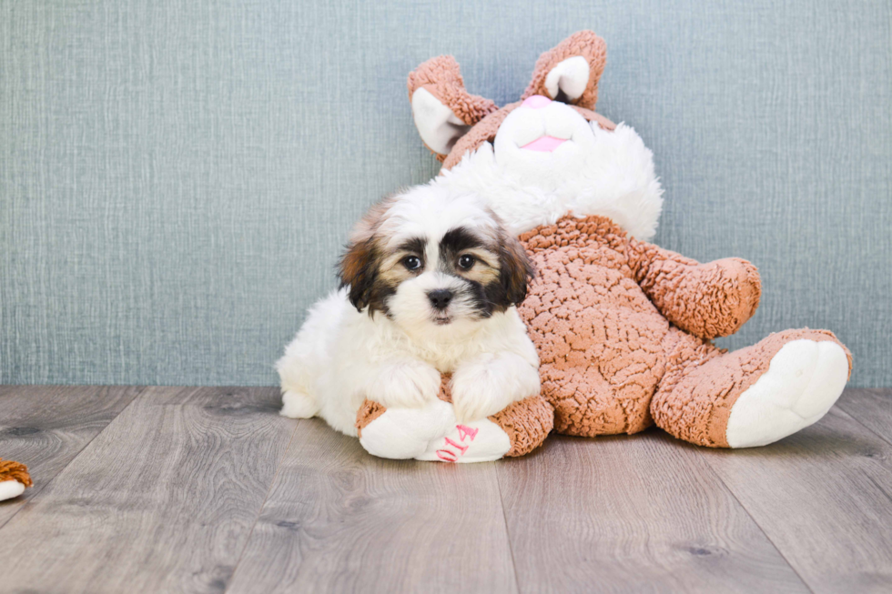 Teddy Bear Pup Being Cute