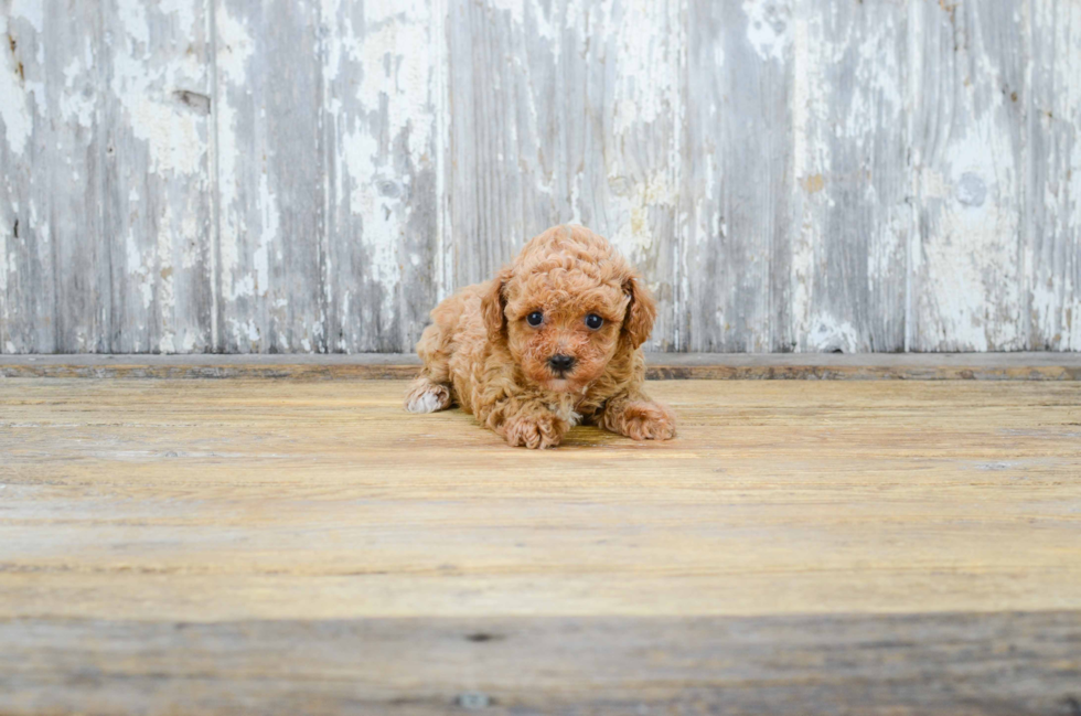 Cute Pudle Purebred Puppy