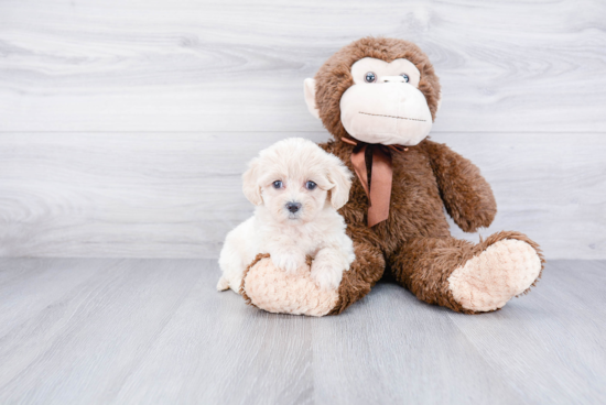 Best Maltipoo Baby