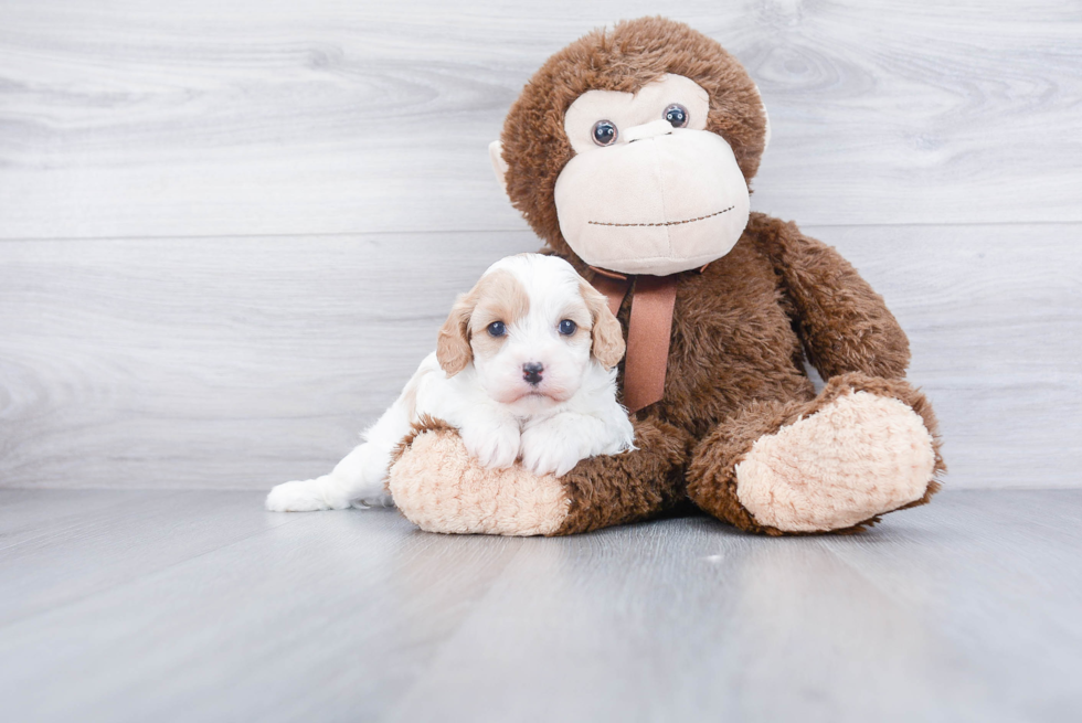 Sweet Cavachon Baby