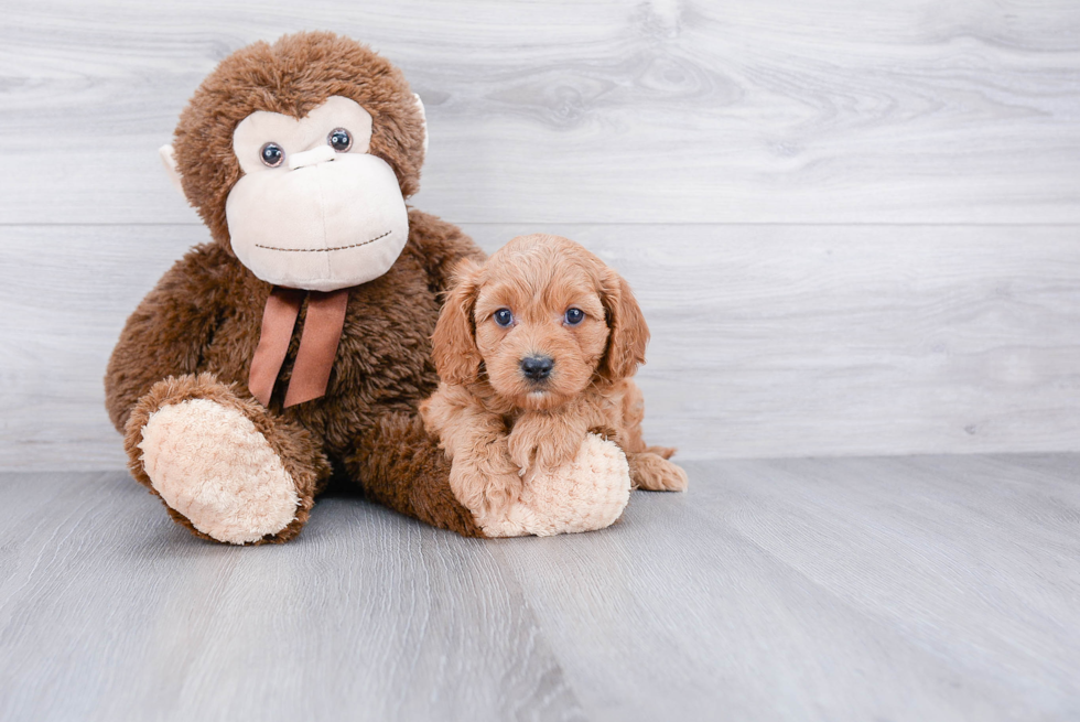 Cute Cavapoo Baby