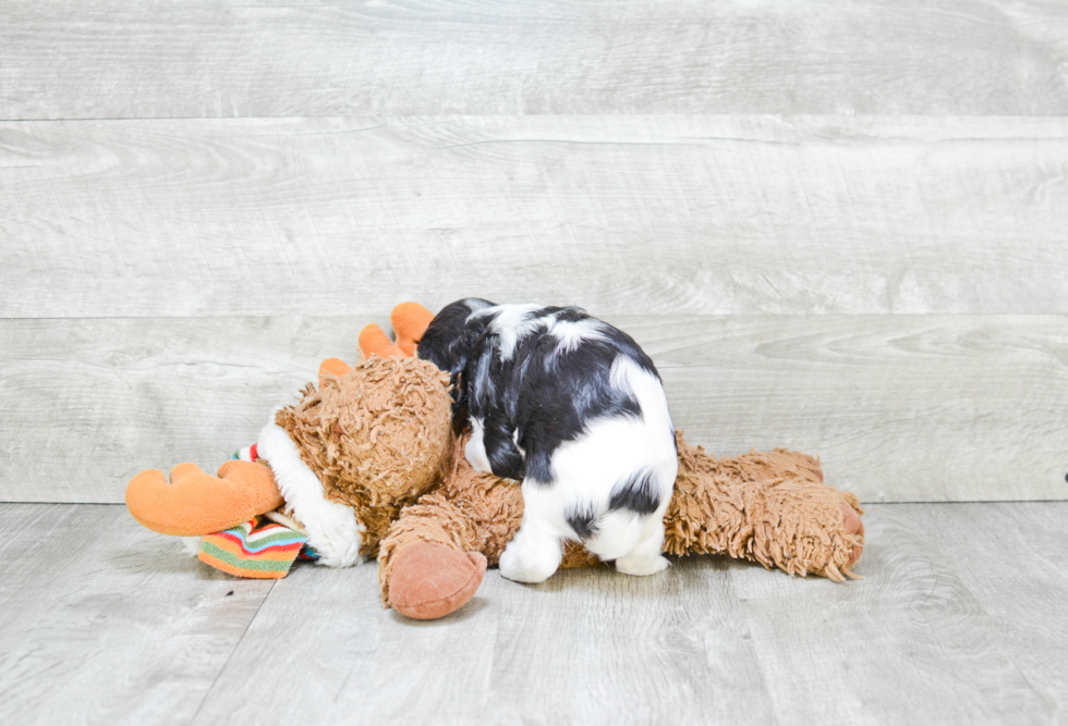 Small Cavalier King Charles Spaniel Purebred Pup