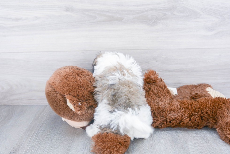 Fluffy Havanese Purebred Puppy