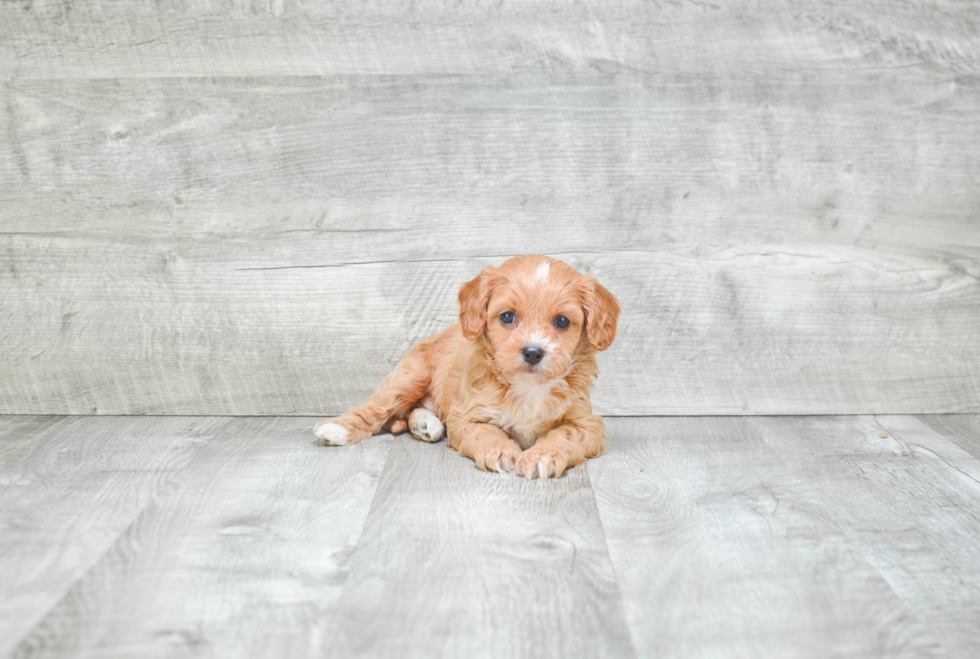 Fluffy Cavapoo Poodle Mix Pup