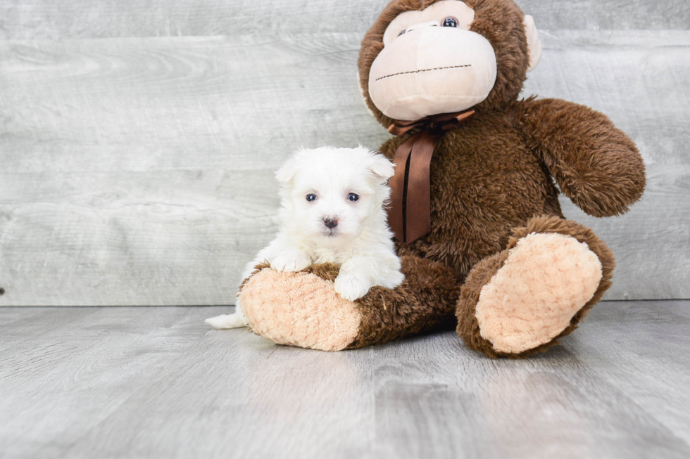 Maltese Puppy for Adoption