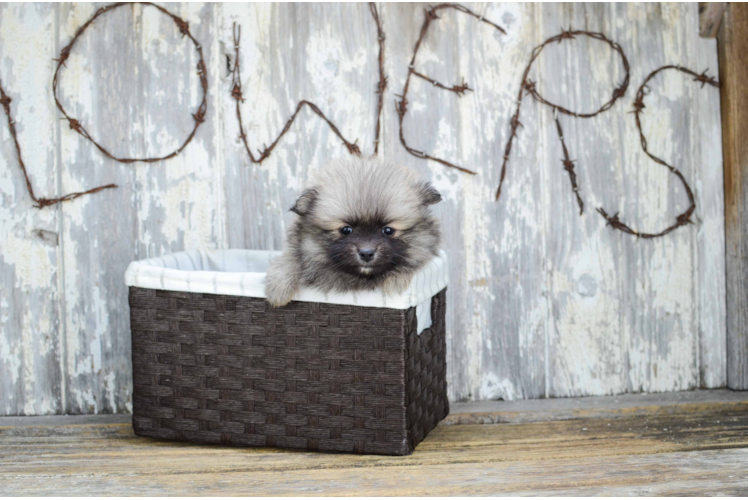 Akc Registered Pomeranian Purebred Pup