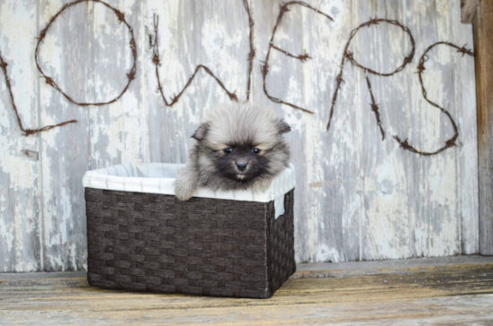 Akc Registered Pomeranian Purebred Pup