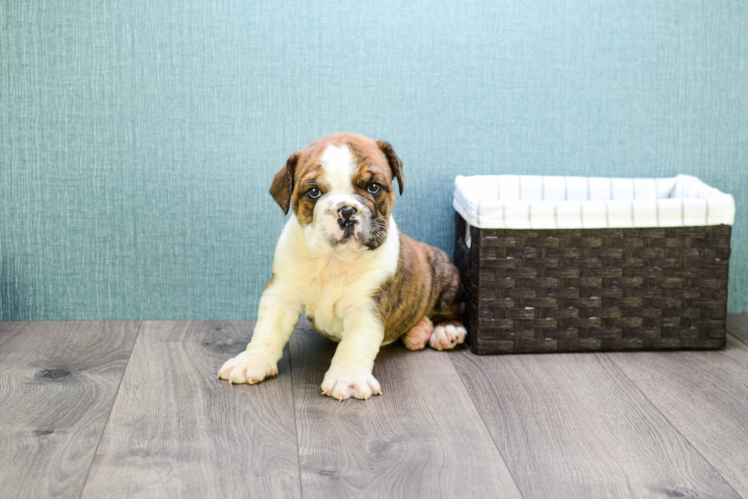 English Bulldog Pup Being Cute