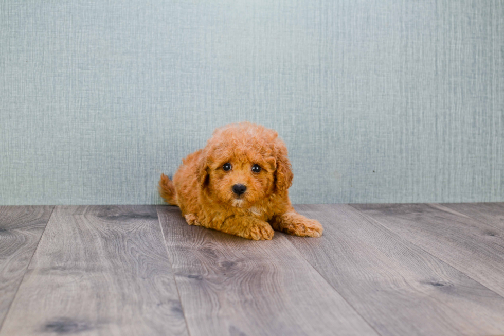 Best Cavapoo Baby