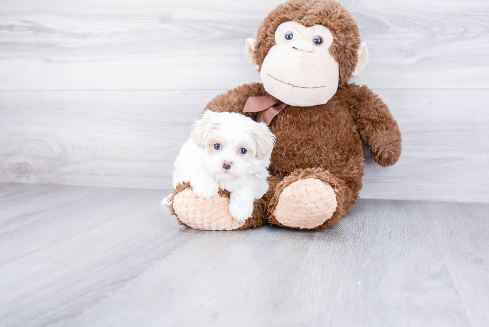 Maltipoo Pup Being Cute