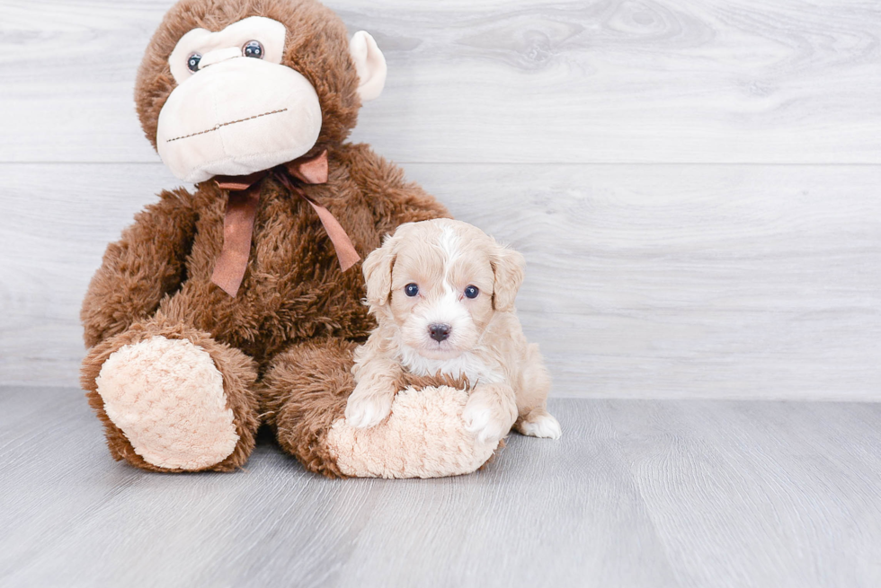 Adorable Cavoodle Poodle Mix Puppy