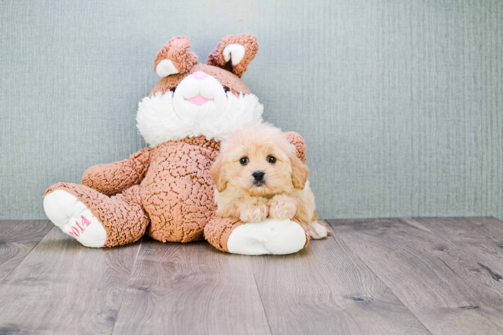 Cavachon Pup Being Cute