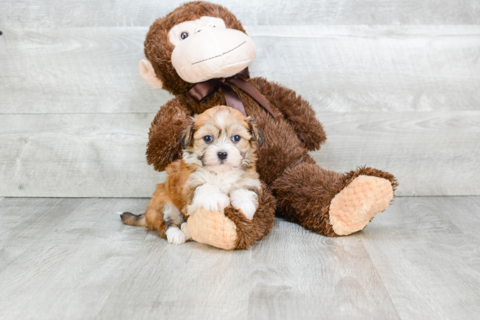 Happy Havanese Purebred Puppy