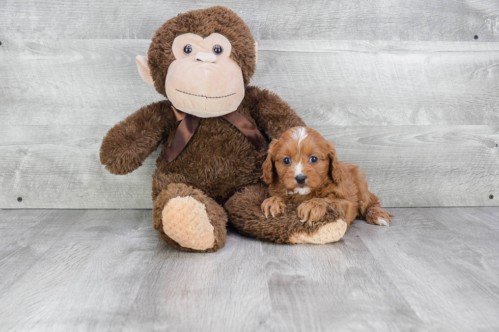 Best Cavapoo Baby