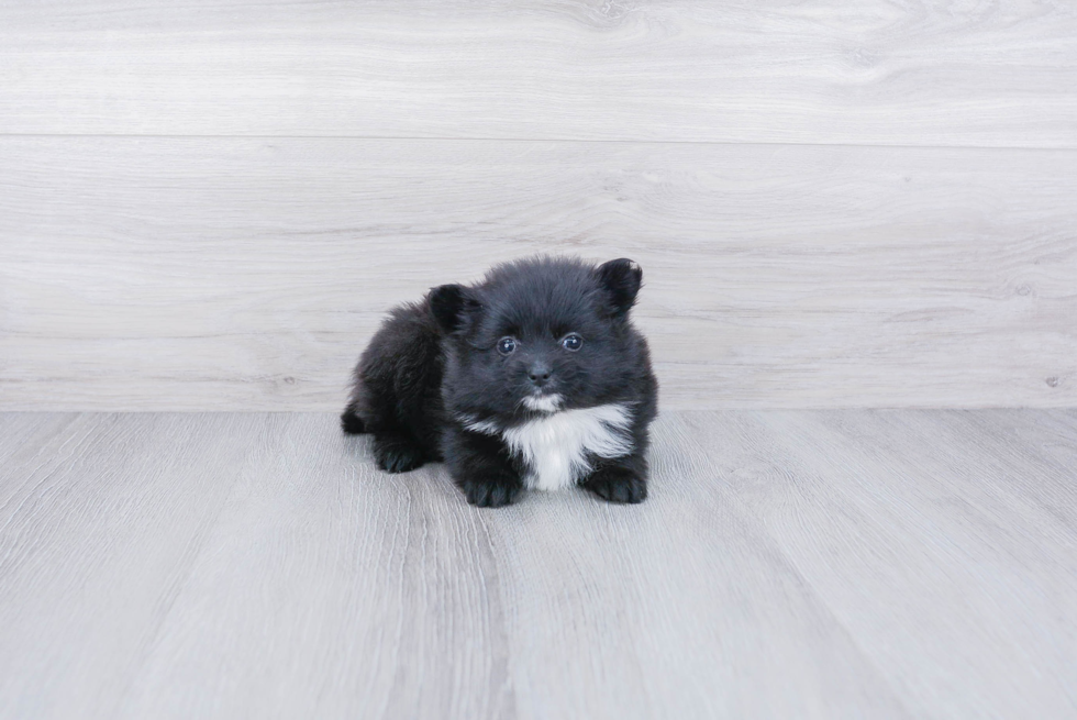 Sweet Pomeranian Purebred Puppy