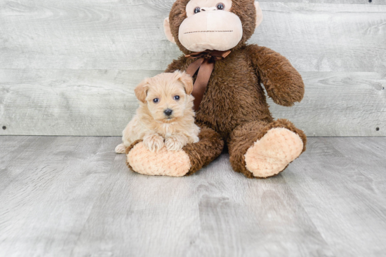 Maltipoo Pup Being Cute