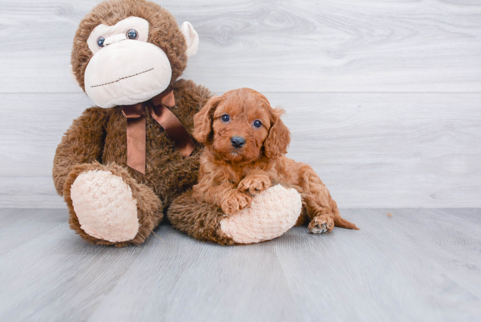 Playful Cavoodle Poodle Mix Puppy