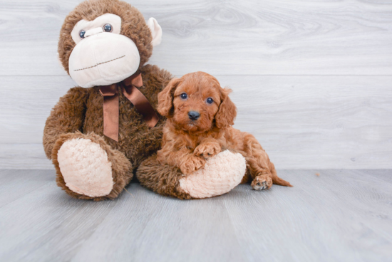 Playful Cavoodle Poodle Mix Puppy