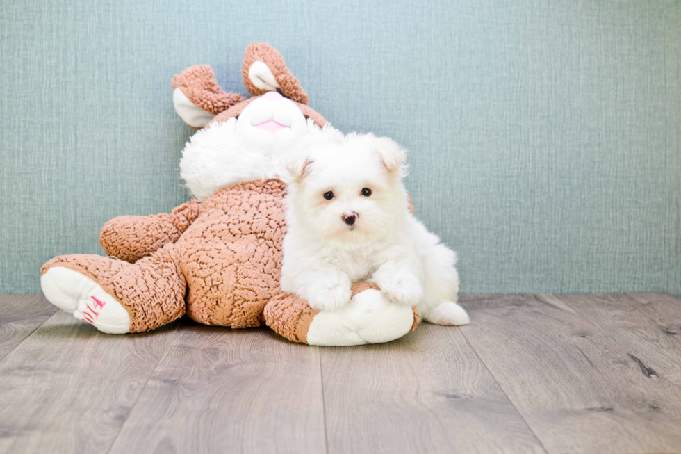 Popular Maltipoo Poodle Mix Pup