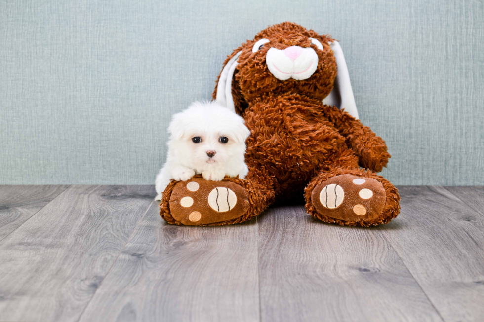 Maltese Puppy for Adoption