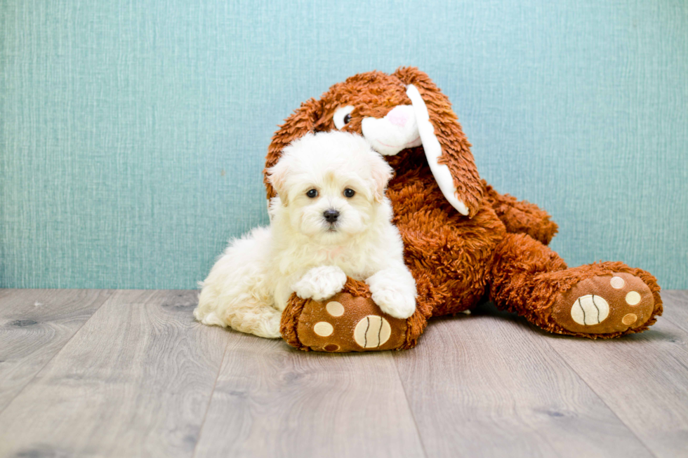 Friendly Maltipoo Baby